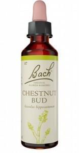 Bach Flower Chestnut Bud 20ml